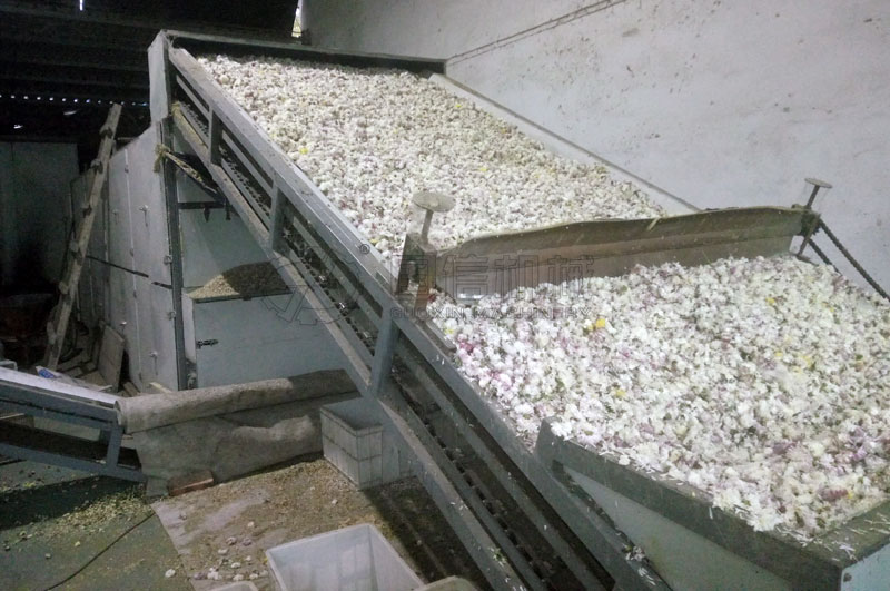 烘干懷菊花焦作武陟客戶現場